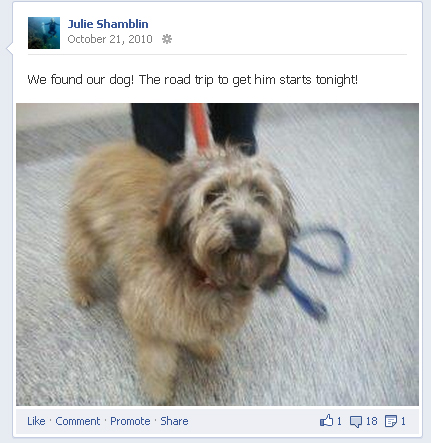 Too cute to be homeless!