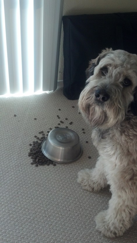 Eating off the floor is cool