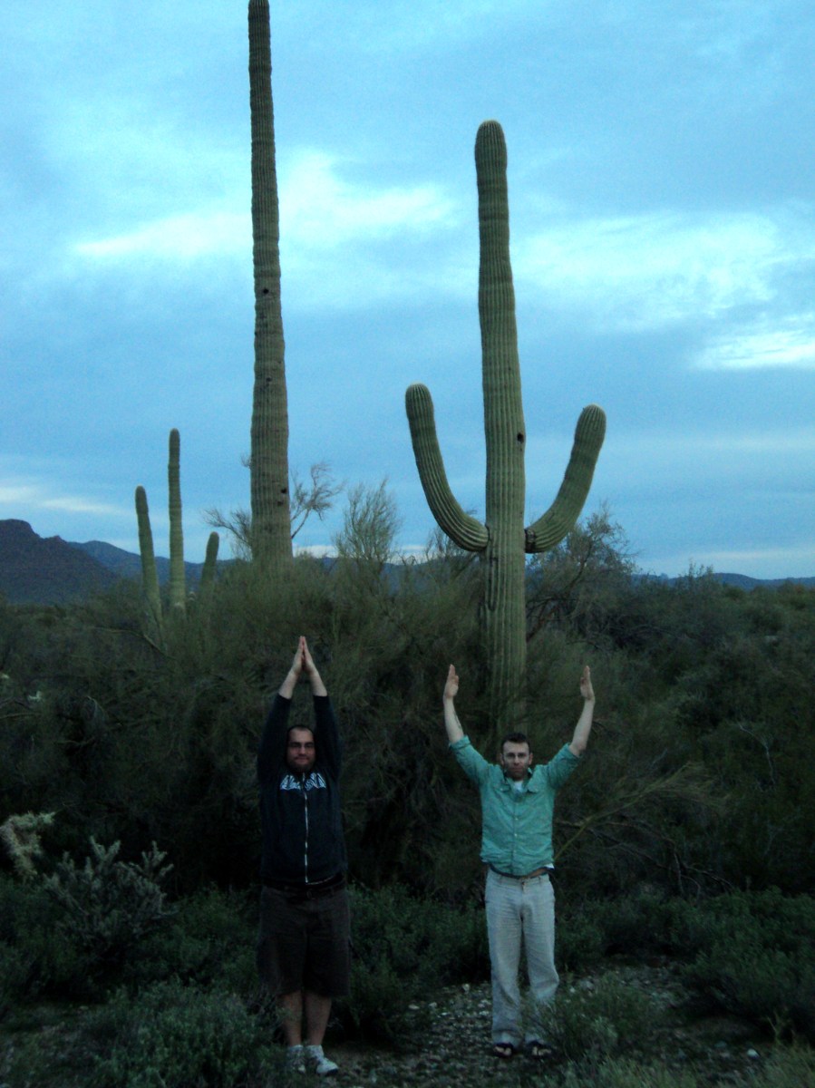 Cacti posing
