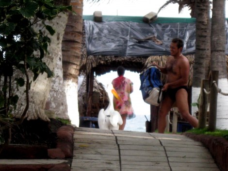 Pelican chase in Monterrico, Guatemala.