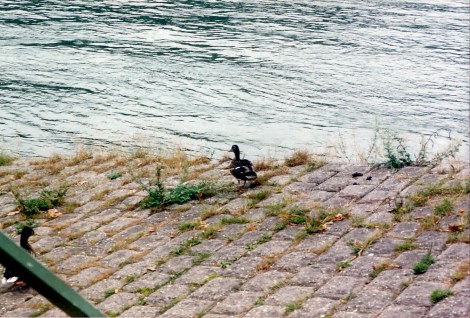Ducks in St. Goar, Germany