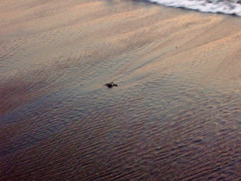Marty headed out to sea.
