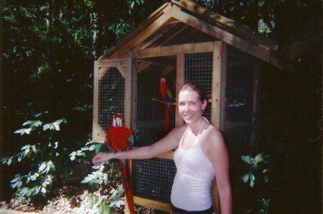 A parrot in Copan, Honduras