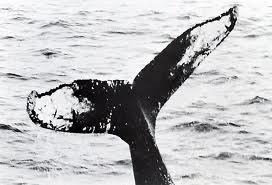 Tanith the Whale's tail