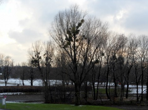 Mistletoe in Olympic Park in Munich, Germany