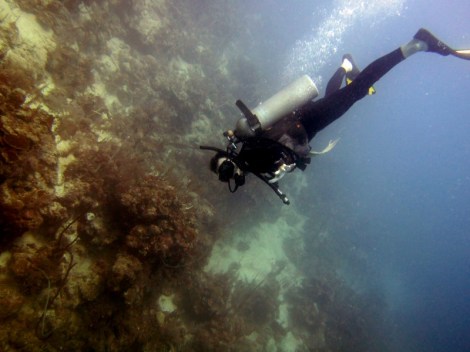 Scuba diving off Utila, Honduras