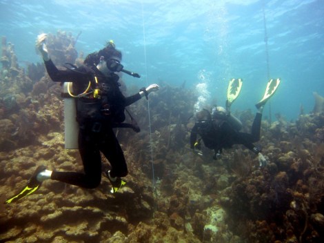 Scuba diving in Utila, Honduras