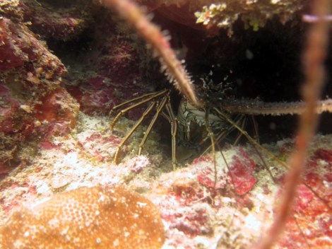 Underwater lobster!